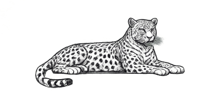 Leopard resting at the threshold